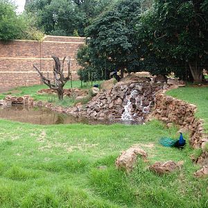 Part of the Gorillas' (Gorilla gorilla gorilla) exhibit