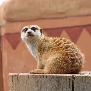 Meerkat (Suricata suricatta)
