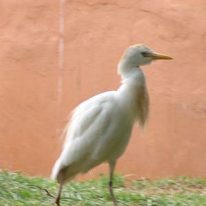 Wild Cattle Egret (Bubulcus ibis)