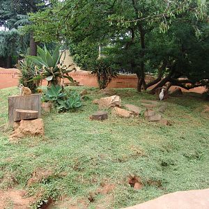 Meerkats' (Suricata suricatta) exhibit