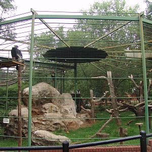 Andean Condors' (Vultur gryphus) exhibit
