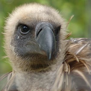 White-backed Vulture (Gyps africanus)