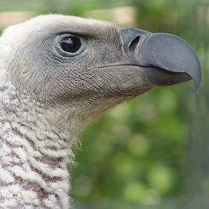 Cape Vulture (Gyps coprotheres)
