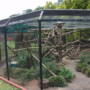 Prevost's squirrels' (Callosciurus prevostii) enclosure