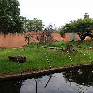 Part of the Chimpanzees' (Pan troglodytes) enclosure