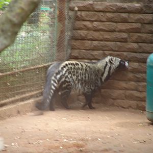 African Civet (Civettictis civetta)