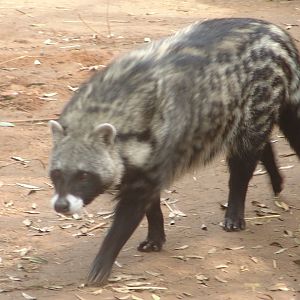 African Civet (Civettictis civetta)