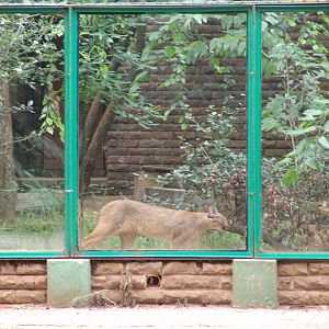 Caracal (Caracal caracal)