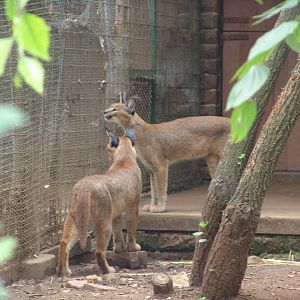 Caracals (Caracal caracal)