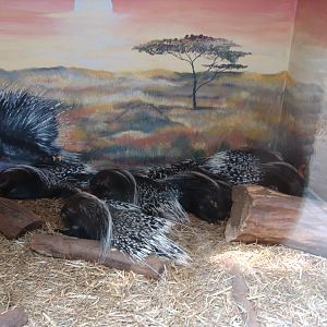 South African Porcupine (Hystrix africaeaustralis)