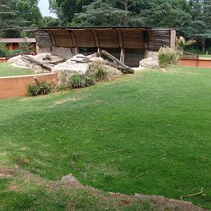 Part of the Pygmy hippopotamus' (Choeropsis liberiensis) enclosure