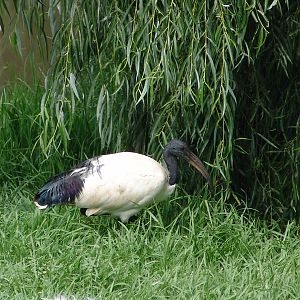 Wild Sacred Ibis (Threskiornis aethiopicus)