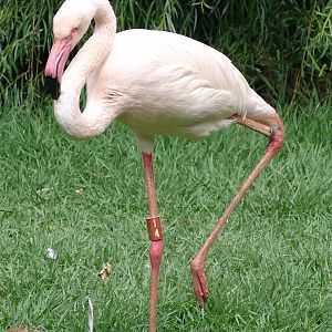 Greater Flamingo (Phoenicopterus roseus)