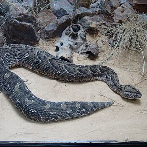 African Puff Adder (Bitis arietans)