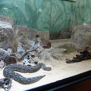 African Puff Adder's (Bitis arietans) exhibit