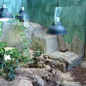 Savanna Monitor's (Varanus exanthematicus) exhibit