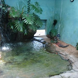 Dwarf Crocodile's (Osteolaemus tetraspis) indoors enclosure