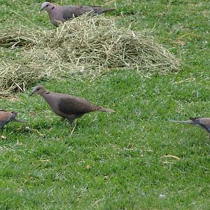 Wild Red-eyed Doves (Streptopelia semitorquata) and Laughing Doves (Stigmat