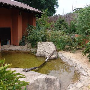 Outdoors enclosure of the Dwarf Crocodile (Osteolaemus tetraspis)