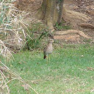 Wild Spotted Thick-knee (Burhinus capensis)