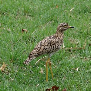Wild Spotted Thick-knee (Burhinus capensis)