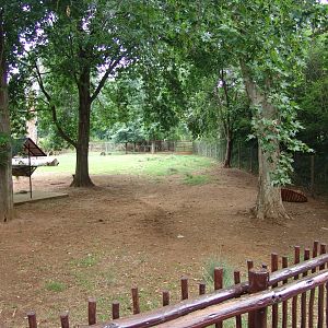 Part of the Bongo's (Tragelaphus eurycerus isaaci) and Red River Hog's (Pot