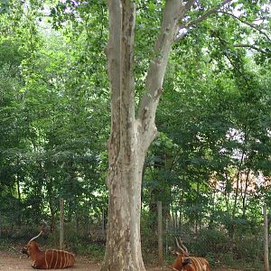 Part of the Bongo's (Tragelaphus eurycerus isaaci) and Red River Hog's (Pot