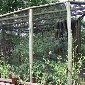 Exhibit of the Southern Yellow-billed Hornbills (Tockus leucomelas) and Ken