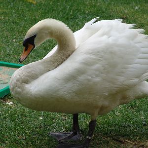 Mute Swan (Cygnus olor)