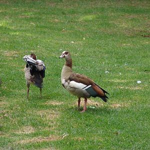 Egyptian Goose (Alopochen aegyptiacus)