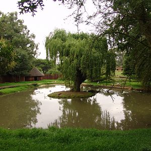 Part of the Sitatunga's (Tragelaphus spekii) enclosure