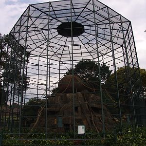 Huge aviary for Ring-tailed Lemurs (Lemur catta)