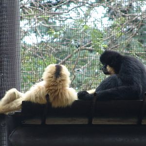 Yellow-cheeked Gibbons (Nomascus gabriellae gabriellae)