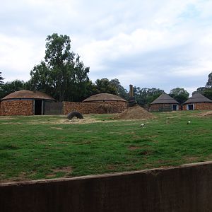 View of the African elephants' (Loxodonta africana) enclosure