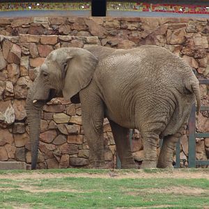 African elephant (Loxodonta africana)
