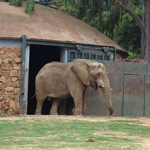 African elephant (Loxodonta africana)