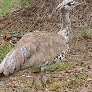 Kori Bustard (Ardeotis kori kori)