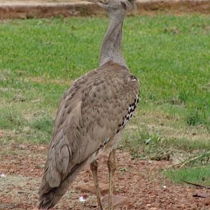 Kori Bustard (Ardeotis kori kori)