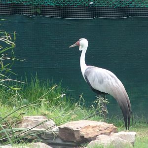 Wattled Crane (Bugeranus carunculatus)