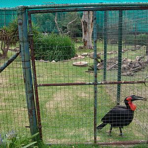 Southern Ground Hornbill (Bucorvus leadbeateri)