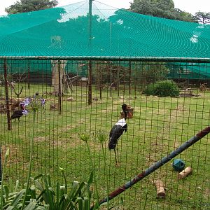 Saddle-billed Stork (Ephippiorhynchus senegalensis)