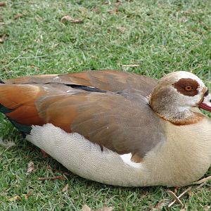 Wild Egyptian Goose (Alopochen aegyptiacus)