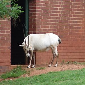 Arabian Oryx (Oryx leucoryx)