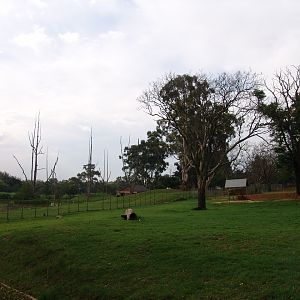 Part of the Arabian Oryx (Oryx leucoryx) exhibit