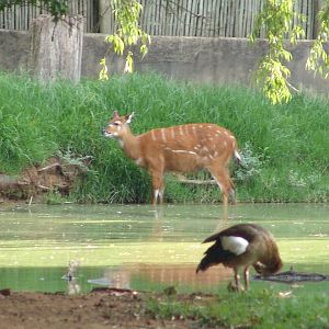 Sitatunga (Tragelaphus spekii) and a wild Egyptian Goose (Alopochen aegypti