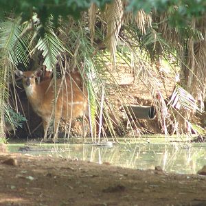 Sitatunga (Tragelaphus spekii)