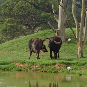 Asiatic water buffalo (Bubalus bubalis) and wild Sacred Ibises (Threskiorni