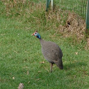 Wild Numida meleagris coronata (Guinea Fowl - subspecies has no common name