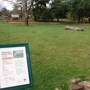 Part of the Arabian Oryx (Oryx leucoryx) enclosure