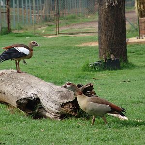 Wild couple of Egyptian Goose (Alopochen aegyptiacus)